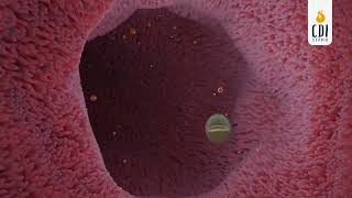 3D Animation Bacterial Motility in Small Intestine [upl. by Brindell]