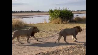 South Luangwa National Park July 2022 [upl. by Nairim94]