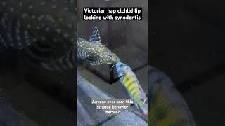 Thought aggressive cichlids only did this with similar looking fish or fish in the same genus [upl. by Orpheus410]