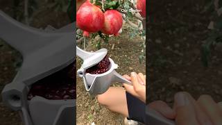 Pomegranate juice 🧃 trendingshorts fruit recommended [upl. by Bernj]