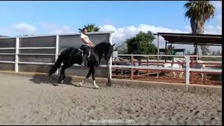 DIVINO MONTERREY PRE Hengst stallion wwwandalusiercom [upl. by Dahle72]