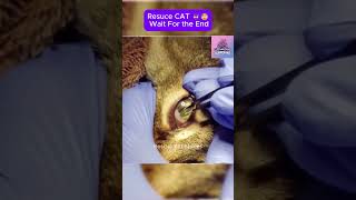 Rescue cat  wait for the end CatRescue RescueCat cat pets rescue [upl. by Hahnke]