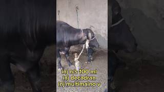 Cold fever ytshorts ytstudio calf buffalo youtube [upl. by Magen]