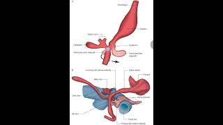 Why SMA supply pancreas a foregut derived structure [upl. by Gabriell616]