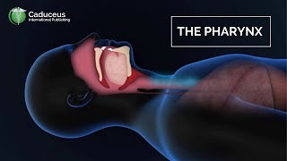 The Pharynx Anatomy and Function  Epiglottis  Larynx Examined [upl. by Ennaegroeg]