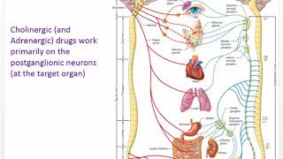 Nursing Pharmacology Chapter 12 Cholinergic Drugs ANS [upl. by Ehling]