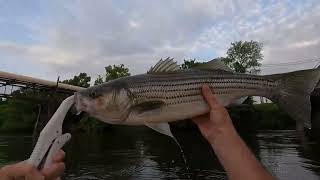 TopWater Stripers amp Bass Roanoke river Weldon boat ramp Weldon NC Rockfish capital of the world [upl. by Bradski]