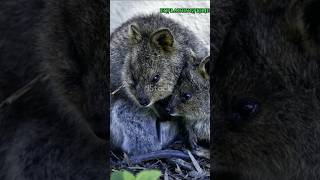 About Quokka IslandAustralia explore facts quokka [upl. by Tloh948]