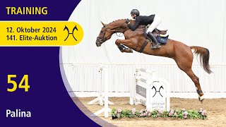 No 54 Palina by Perigueux  Don Frederic  141 Verden EliteAuction on October 12th  Training [upl. by Bouldon]