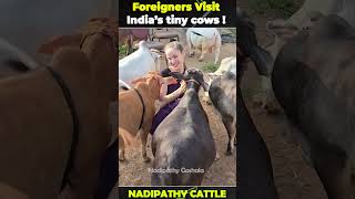 nadipathy cattle below 2 years yt cow farm cute farming abudabi minicow animals abudhabi [upl. by Saxe]