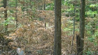 Forest Vegetation Management Using Herbicides [upl. by Eelidnarb939]