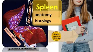 spleen anatomy  histology relation function physiology  reticuloendothelial monocytemacrophages [upl. by Suryt66]