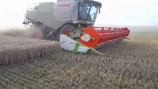 Claas Lexion 750 beim Dreschen [upl. by Nnaeirual470]