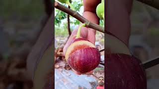 Fresh by fig tree shots juciyfruit newfruit newvideo newviralvideo [upl. by Eyllom]