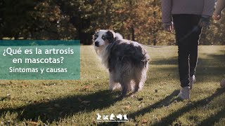 ¿Qué es la artrosis en mascotas Síntomas y causas [upl. by Andrien]