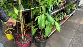 Michelia Alba Champaca for sale in an asian grocery store [upl. by Sula]