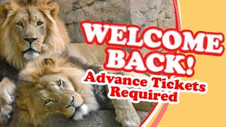 Welcome Back to Brookfield Zoo [upl. by Ealasaid]