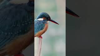 ¿Por Qué Cantan los Pájaros en la Mañana Descubre el Coro del Amanecer 🌅🐦 [upl. by Odragde]