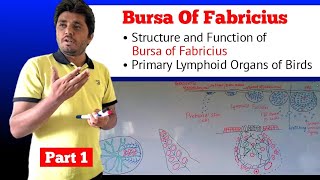 Bursa of Fabricius  Avian immune system  Part 14 [upl. by Alleunamme]