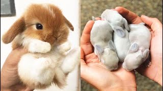 Cute baby animals Videos Compilation cute moment of the animals 15 Cutest Animals 2023 [upl. by Bancroft]