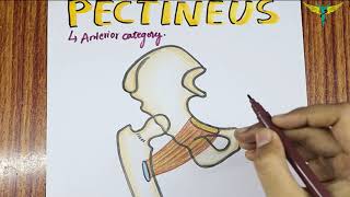 Pectineus Muscle  Origin  Insertion  Hand Drawn Diagram  Nerve Supply  Actions [upl. by Ellasal]