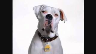 Microchip commercial for dogs by Home Again [upl. by Ertemed]