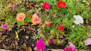 Easiest way to propagate the Portulaca plants with all updates [upl. by Lach]