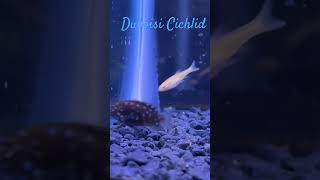 Freshwater community Duboisi Cichlid Fish cichlidfish cichlid tropicalfish cichlidtank fish [upl. by Lazes]