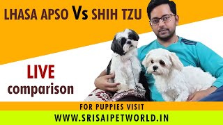 Difference between Lhasa Apso and Shih Tzu dog  Compare Lhasa Apso vs Shih Tzu [upl. by Ydnak]