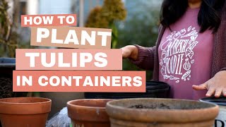 How to Plant TULIP BULBS in Containers for Success [upl. by Treboh659]