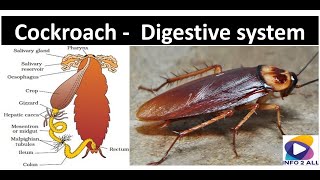 CockroachDigestive system [upl. by Rowney9]