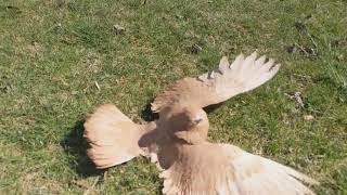 Parlor Roller pigeon rolling [upl. by Solon599]