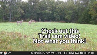 Cool trail cam video from the Missouri Ozarks [upl. by Coryden]