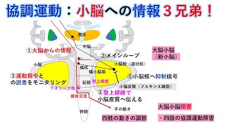 国試対策：暗記からの卒業 102話 小脳の運動制御 [upl. by Atsillac787]