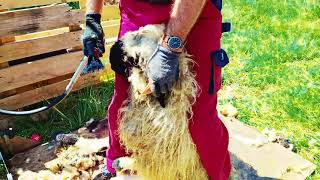 Valois Blacknose sheep shearing in Austria Walliser Schwarznasen Schafschur July 2024 [upl. by Parrisch]