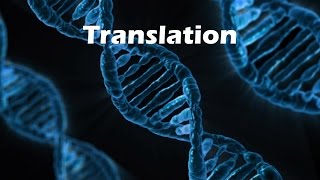 Polypeptide Synthesis Translation [upl. by Dulcinea]