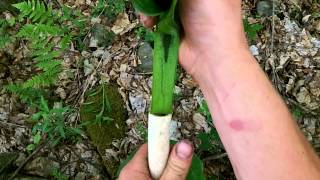 harvesting green pigment for natural pigment paints primitive arrow and bushcraft pigment paint [upl. by Ynnek]