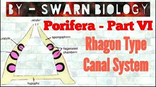 Rhagon Type Canal System [upl. by Doe]