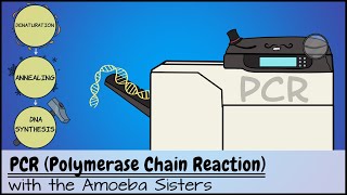 PCR Polymerase Chain Reaction [upl. by Leola]