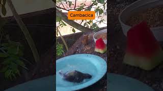 Pássaro Cambacica tomando banho ao amanhecer 🌅  Aves Brasileiras Shorts bird [upl. by Polivy531]