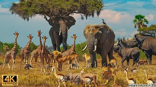 4K African Wildlife The Worlds Greatest Migration from Tanzania to Kenya With Real Sounds 46 [upl. by Enaelem309]