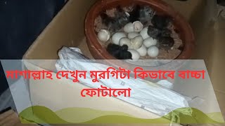 মাশাল্লাহ দেখুন মুরগিটা কিভাবে বাচ্চা ফোটালো  murgir baccha fotano  Murgir new baby [upl. by Notsnhoj827]