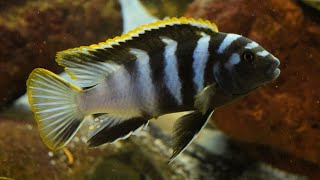 How to Breed Mbuna Cichlids [upl. by Ateiluj]