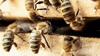 Bienen Honigernte und viel mehr  Imkerverein Besigheim führt durch das Bienenjahr [upl. by Mcnamee841]