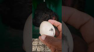 മയിൽ മുട്ട റെസ്ക്യൂ ഓപ്പറേഷൻ ഭാഗം 3 peacock egg rescue rescue [upl. by Homer]