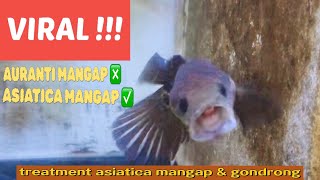 VIRAL  Channa Asiatica Mangap Mangap dan Gondrong  Treatment Channa Asiatica Mangap Gondrong [upl. by Northway962]