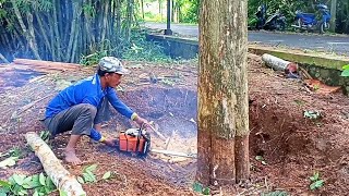 BERAKSI LAGI  Tebang pohon jati pinggir jalan gergaji mesin stihl ms381 [upl. by Antonio]