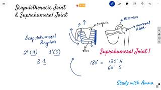 Scapulothoracic Joint  Suprahumeral joint amp Impingement syndrome  Scapulohumeral rhythm [upl. by Iralam]