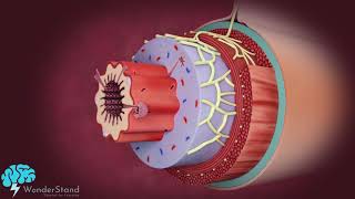 Layers of the alimentary canal [upl. by Esiralc]