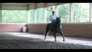 Gaited Horse Dressage Lateral cues in gait [upl. by Nonnair]